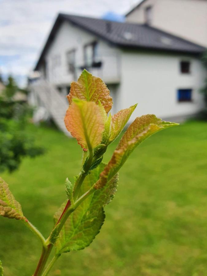Pokoje Przy Zamku Podzamcze  Exterior foto